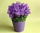 potted plant